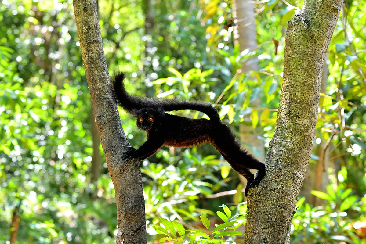 un lémurien noir mâle debout entre deux arbres nous regarde
